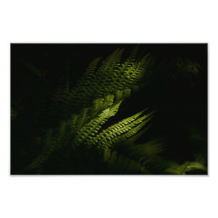 Impression Photo Fougères de forêt ensoleillées (6160) 