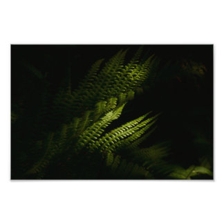 Impression Photo Fougères de forêt ensoleillées (6160) 