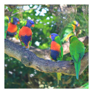 Impression Photo Foule de lorikeets arc-en-ciel sur une branche d'u