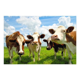 Impression Photo Four chatting cows