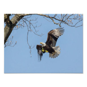 Impression Photo Fournitures de construction d'aigle chauve