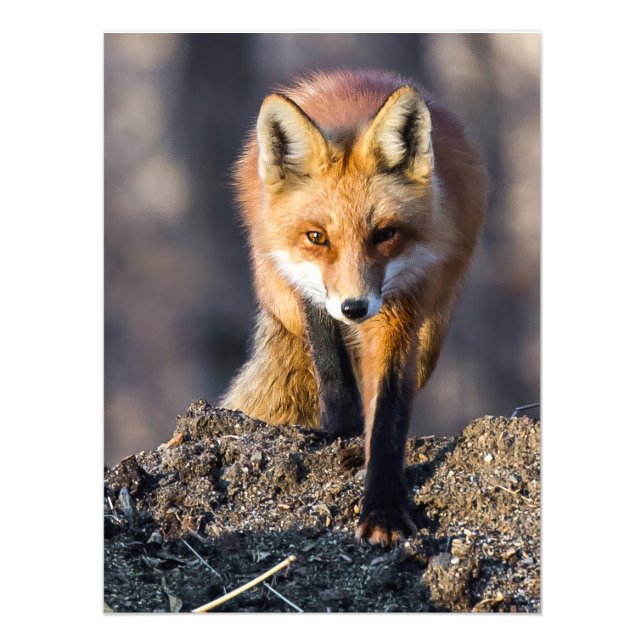 Impression Photo Fox furtif (Devant)