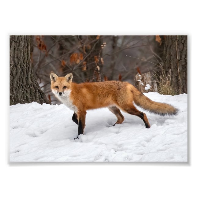 Impression photo Fox sur neige (Devant)