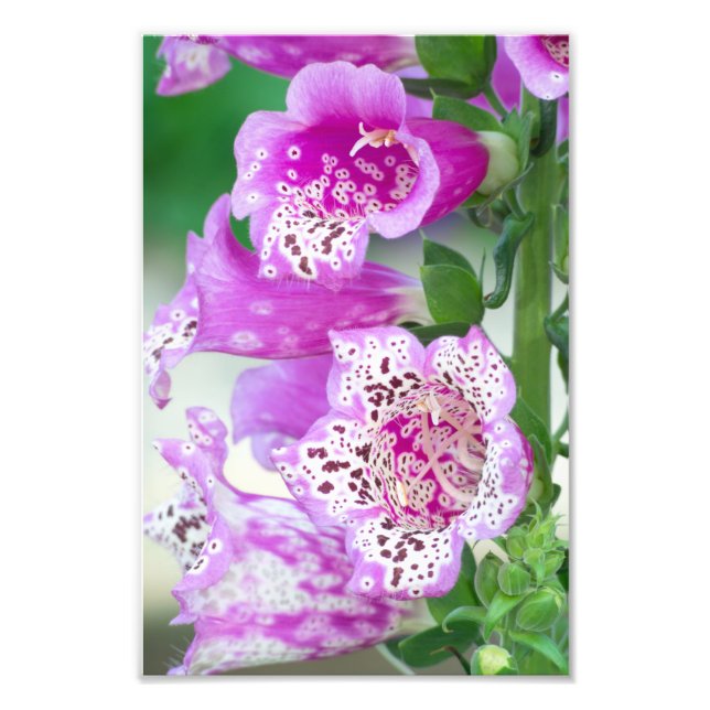 Impression Photo Foxglove violet en pleine floraison (Devant)