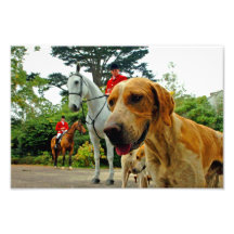 Foxhound Dogs Horses West Berkshire Hunt England