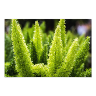Impression Photo Foxtail Fern