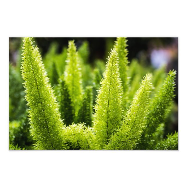 Impression Photo Foxtail Fern (Devant)