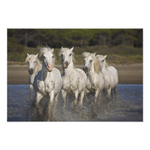 Impression Photo France, Camargue. Chevaux courir