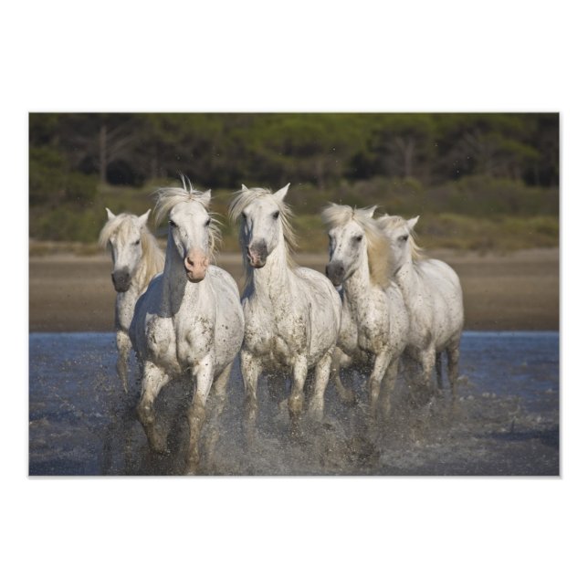Impression Photo France, Camargue. Chevaux courir (Devant)