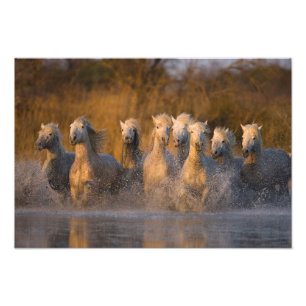 Impression Photo France, Provence. Chevaux blancs de Camargue