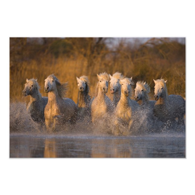Impression Photo France, Provence. Chevaux blancs de Camargue (Devant)
