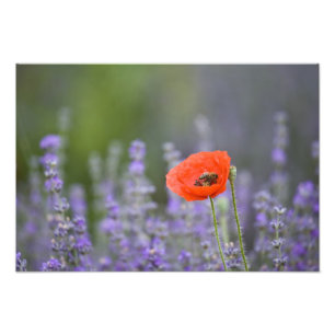 Impression Photo France, Provence. Coquelicot solitaire dans un cha