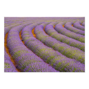 Impression Photo France, région Provence. Rangées incurvées de
