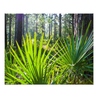 Impression Photo Frances Palmetto scie rétroéclairées