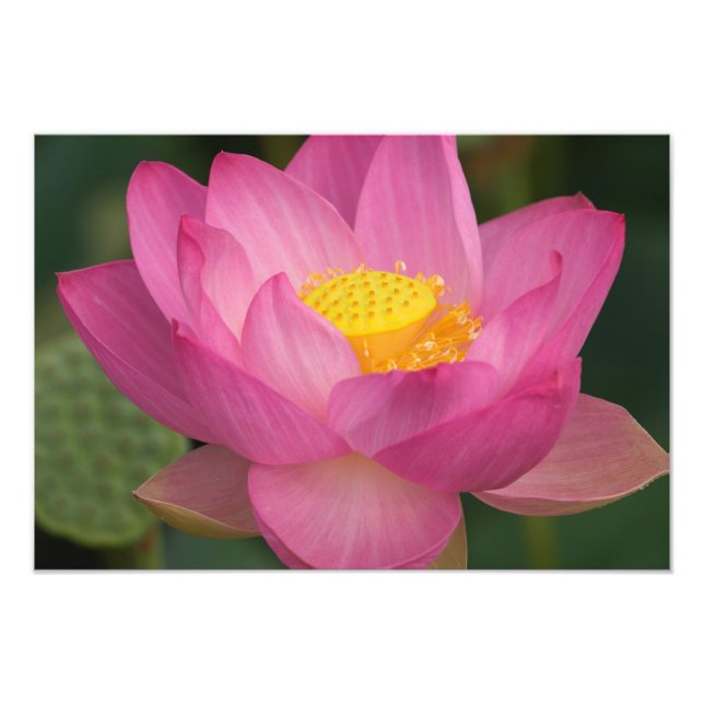 Impression Photo Franklin NC, jardin d'eau de Perry, Lotus 2 (Devant)