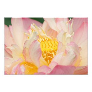 Impression Photo Franklin NC, jardin d'eau de Perry, Lotus avec