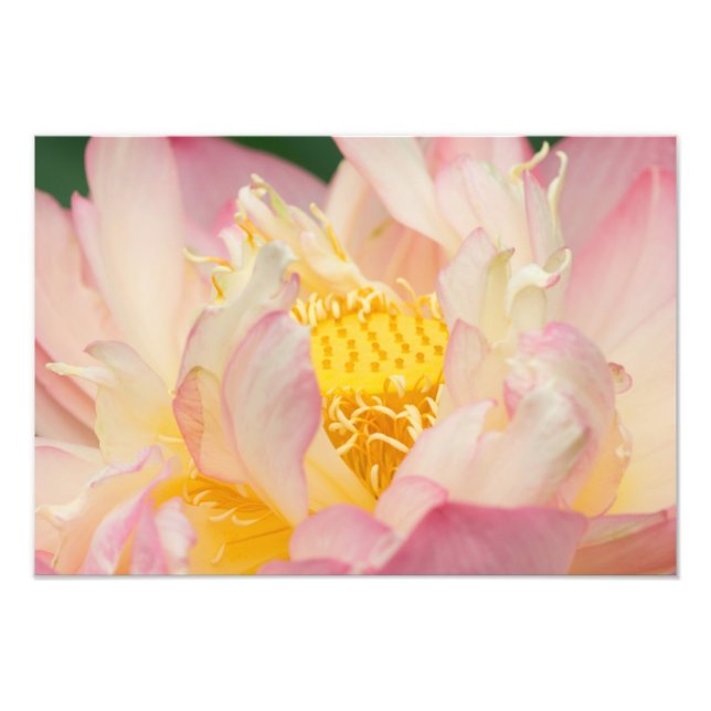 Impression Photo Franklin NC, jardin d'eau de Perry, Lotus avec (Devant)
