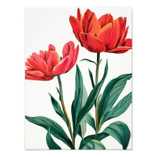 Impression Photo Frapper les tulipes rouges sur blanc