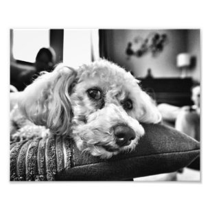 Impression Photo Frise de Bichon sur le sofa