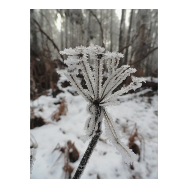 Impression Photo Frost d'hiver sur les plantes dans la forêt (Devant)
