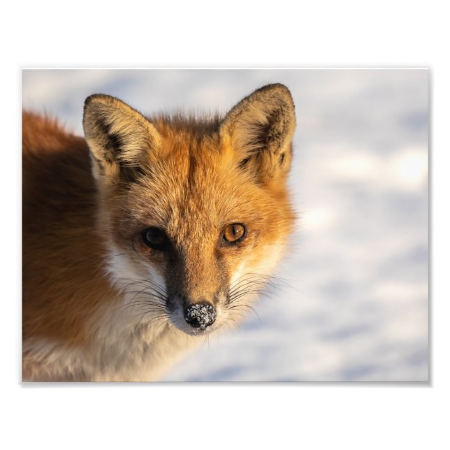 Impression photo Frosty Nez Fox (Devant)
