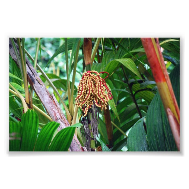 Impression Photo Fruit de palme à Hawaii (Devant)