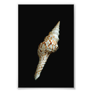 Impression Photo Fuseau de mer