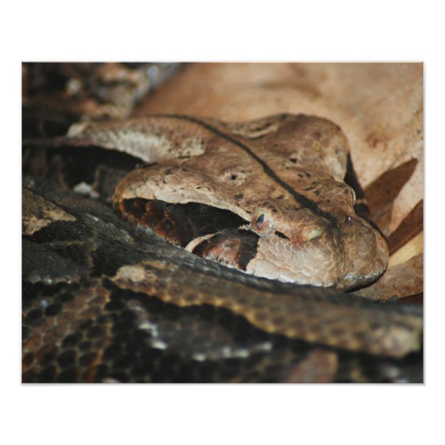 Impression Photo Gaboon Viper Closeup (Devant)