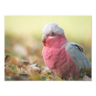 Impression Photo Galah automatique 12x16"
