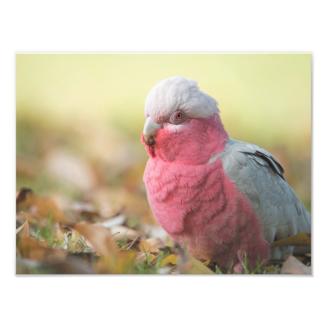 Impression Photo Galah automatique 12x16" (Devant)