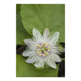 Impression Photo Galapagos Passion Fleur Passiflora foetida