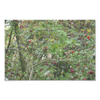 Impression Photo Garden Warbler and Blue Tit