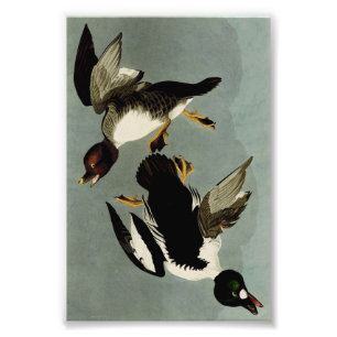 Impression Photo Garrot commun canard de mer