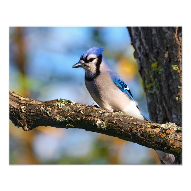 Impression Photo Geai bleu (Devant)