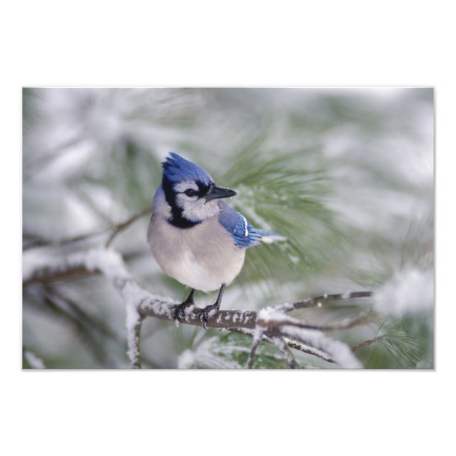 Impression Photo Geai bleu, Cyanocitta cristata (Devant)