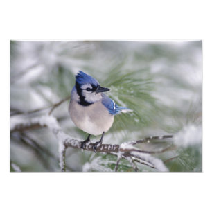 Impression Photo Geai bleu, Cyanocitta cristata