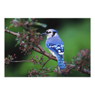 Impression Photo Geai bleu, Cyaoncitta cristata