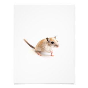 Impression Photo Gerbil Cute Bébé Animal Animaux Animaux Animaux Ge
