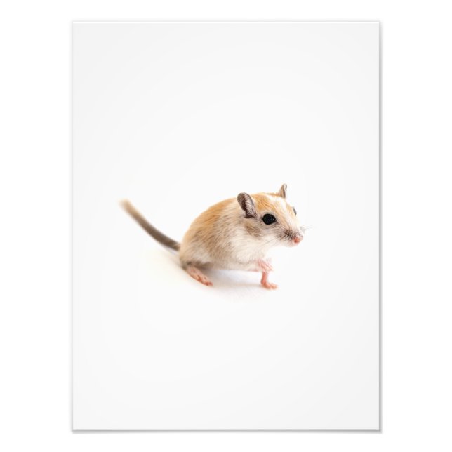 Impression Photo Gerbil Cute Bébé Animal Animaux Animaux Animaux Ge (Devant)