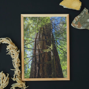 Impression Photo Giant Douglas Fir Tree
