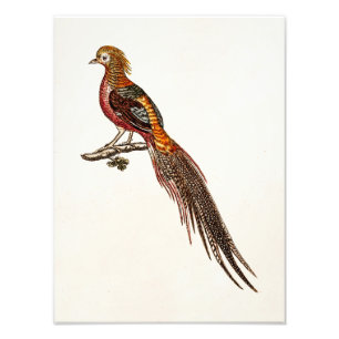 Impression Photo Gibier à plumes vintage de faisan de 1700s -