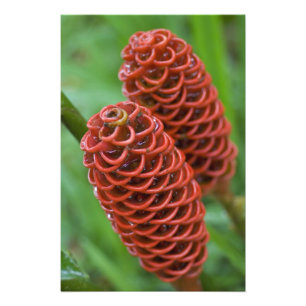 Impression Photo Gingembre Beehive, Zingiber spectabile),