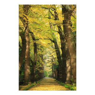 Impression Photo Ginkgo Biloba