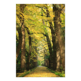 Impression Photo Ginkgo Biloba