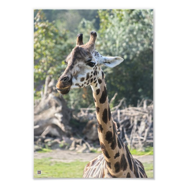 Impression Photo Girafe (Devant)