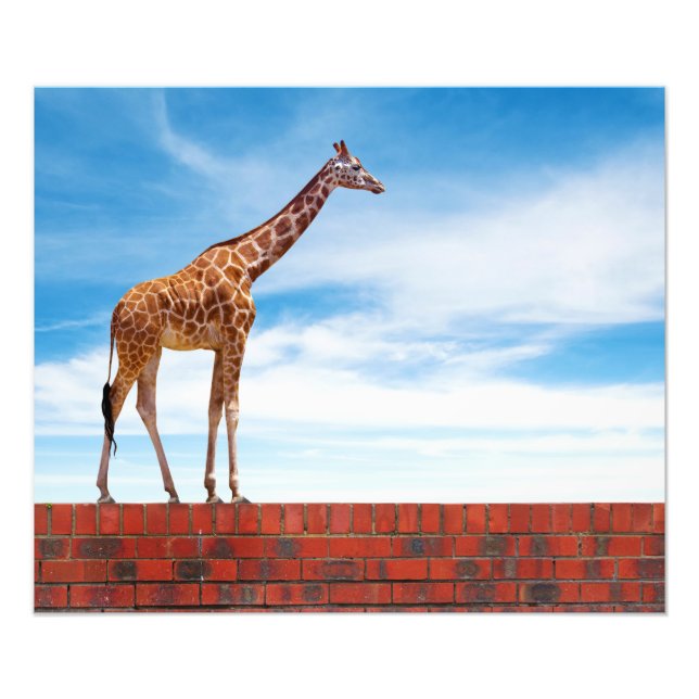 Impression Photo Girafe au mur (Devant)