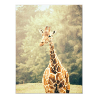 Impression Photo Girafe Dans La Pluie