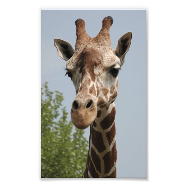 Impression Photo Girafe Mignonne (Devant)