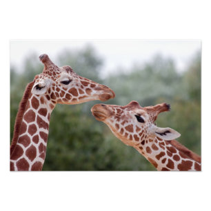 Impression Photo Girafes en amour imprimé
