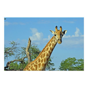 IMPRESSION PHOTO GIRAFFE